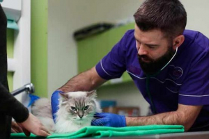 Микоплазмоза при котките - каква е опасността за хората? Микоплазмоза при котките - каква е опасността за хората?